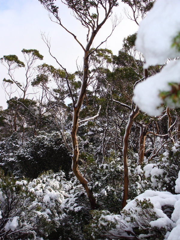 More Trees and snow.jpg