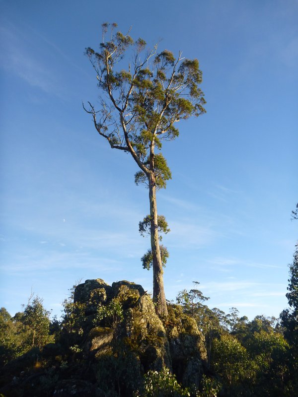Rock and tree.jpg