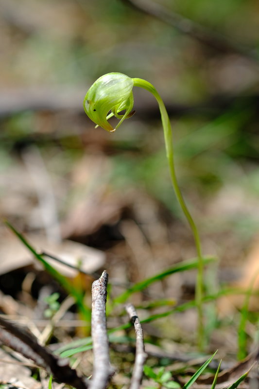 Pterostylis nutans.JPG