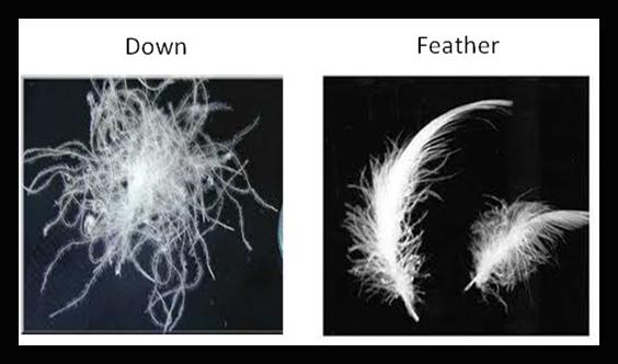 description_image_description_image_down-vs-feather.jpg