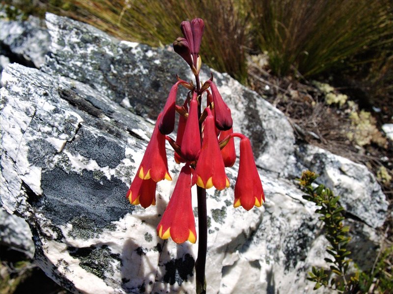 Blandfordia punicea Twelvetrees Range.jpg