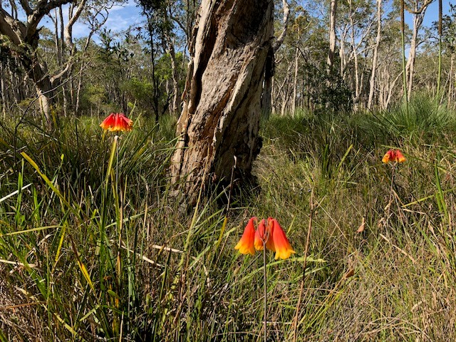 Christmas Bells.jpg