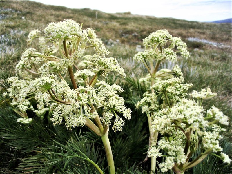 Mountain Celery Main Range KNP NSW.JPG