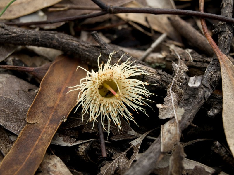 Fallen Blossom.jpg