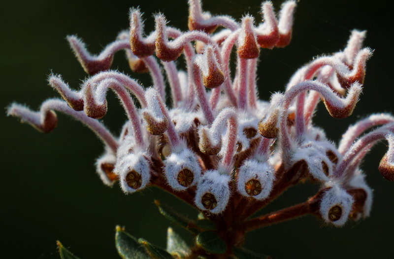 grey spider grevillea.jpg