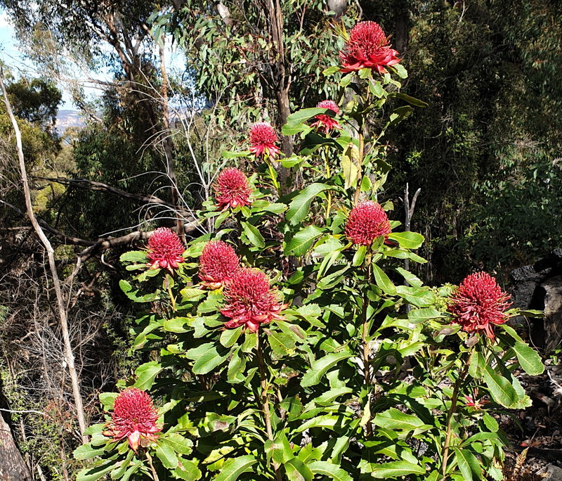 waratahbush.jpg