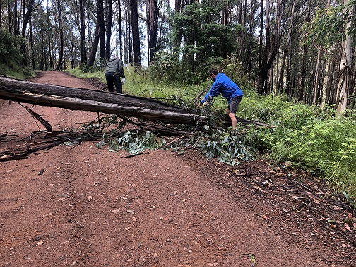 tree-cutting.jpg