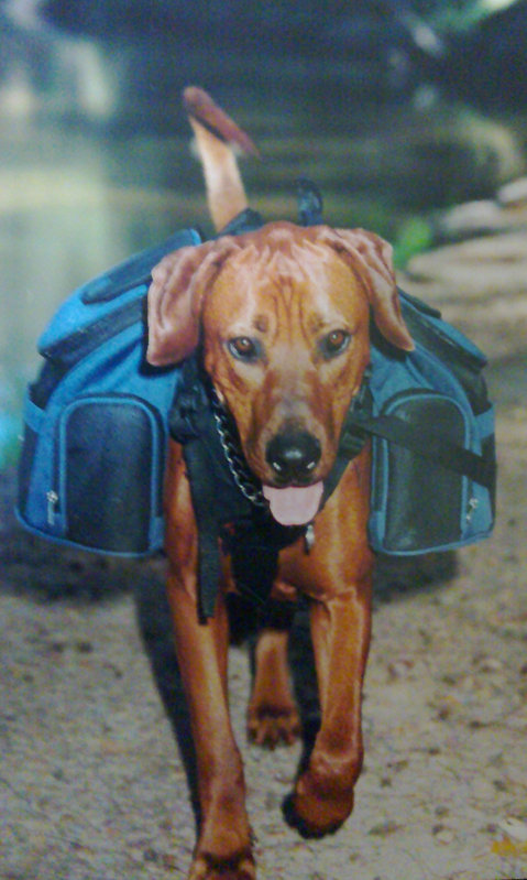 Boof Dogpacking.jpg