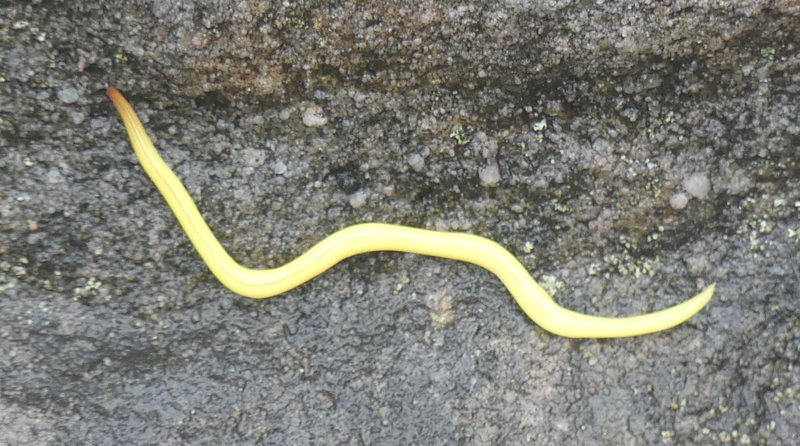 canary worm.JPG