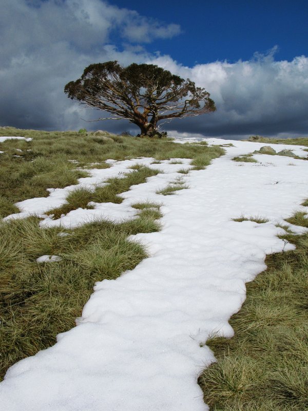 Mount Stirling summit e. pauciflora_2019.JPG