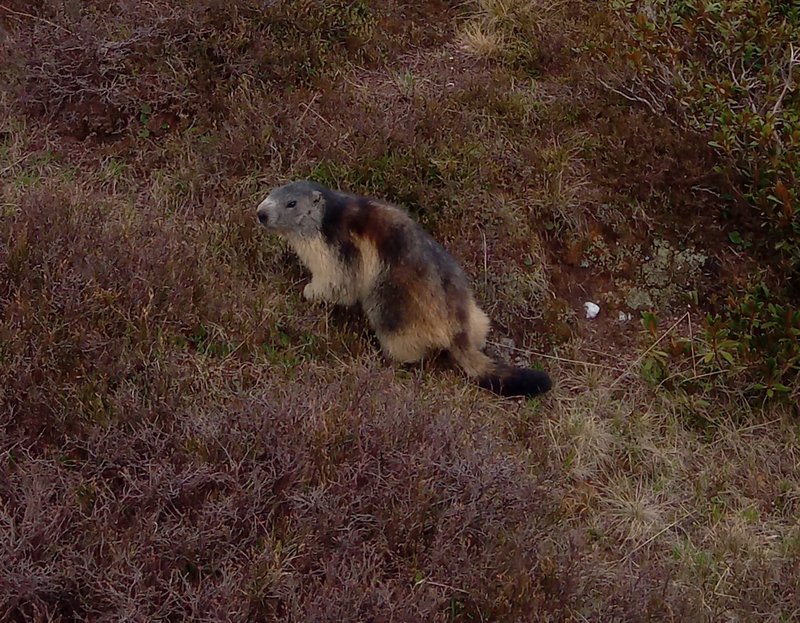 Marmot.jpg