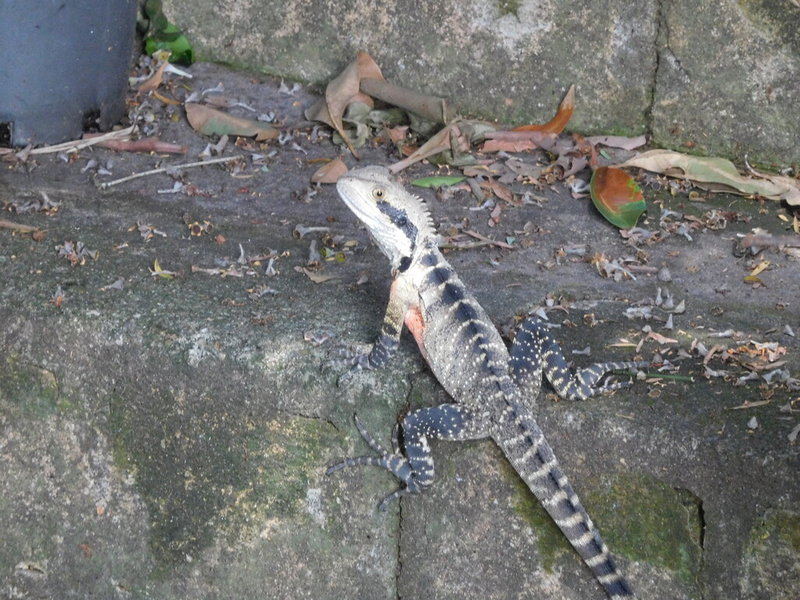 bearded dragon.JPG