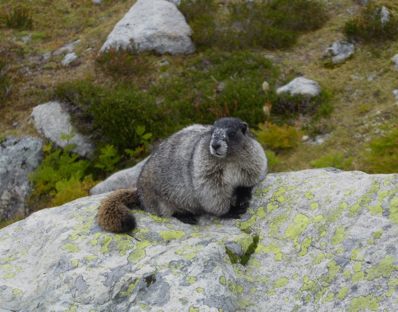 Not a game photo Hoary Marmot.JPG