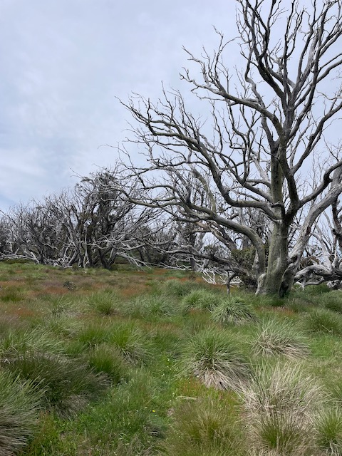 IMG_5919.jpeg