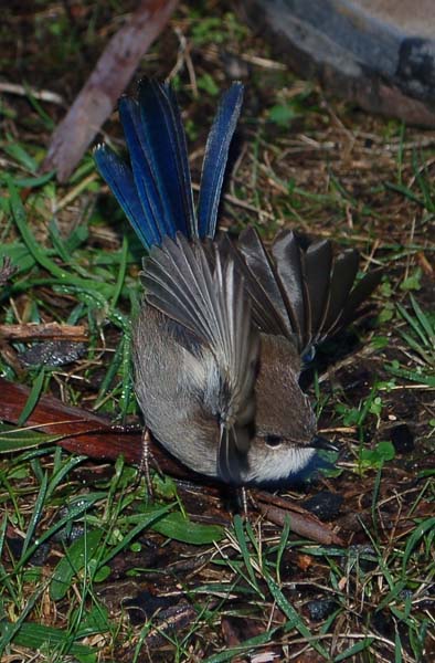 Bird - male Superb Wren in eclipse plumage (4).jpg