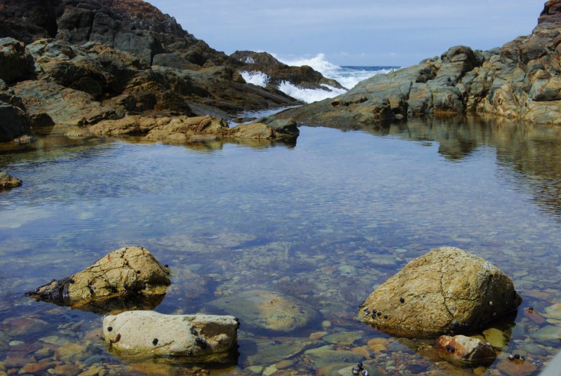 Games Bay Rockpool.JPG
