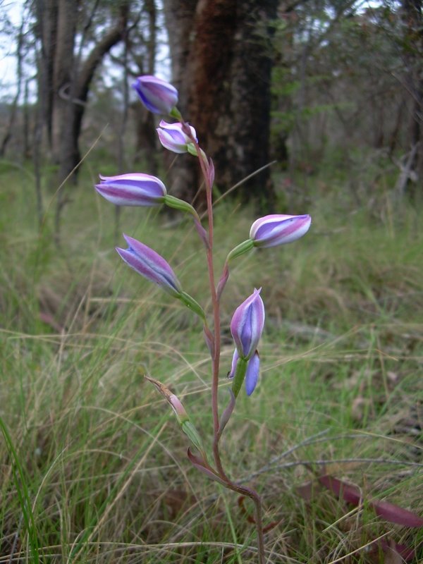 Ground orchid sml.JPG