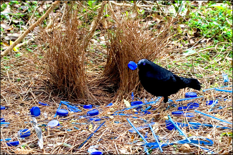 bowerbird.jpg
