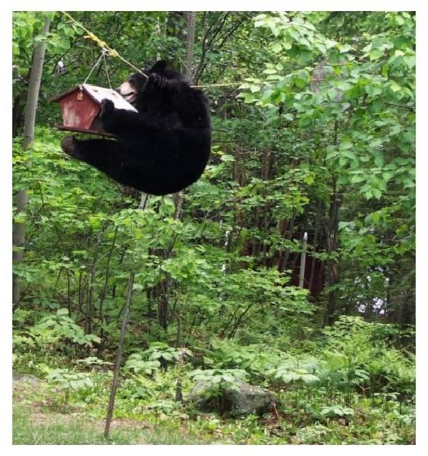 bear4.JPG