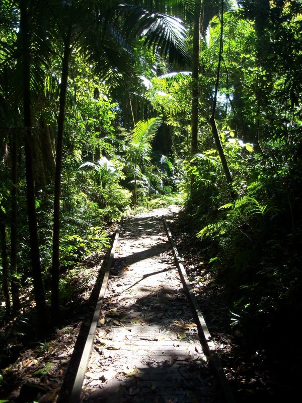 Mount Warning track2 180.jpg