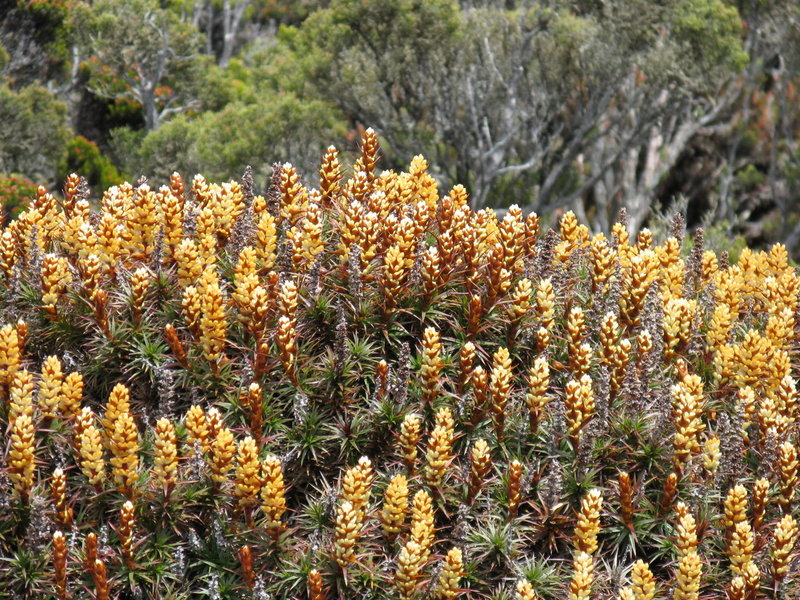 IMG_4645  Richea scoparia.JPG
