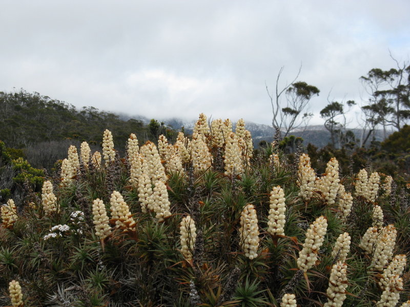 IMG_4637  Richea scoparia.JPG