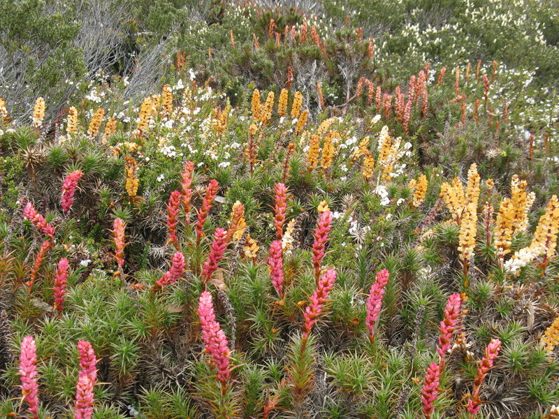 IMG_4626  Richea scoparia.JPG