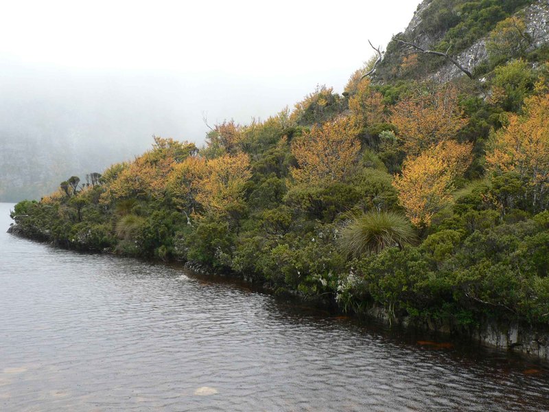 fagus.jpg
