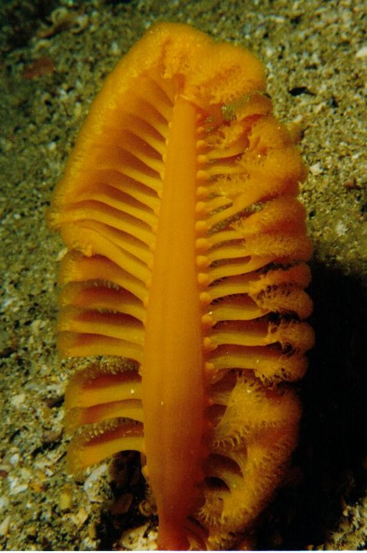SEA_PEN.JPG
