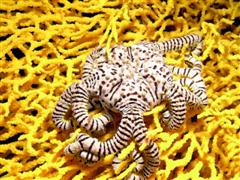 Basket Star.jpg