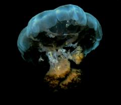 JellyFish.jpg
