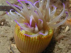 Anenome.JPG
