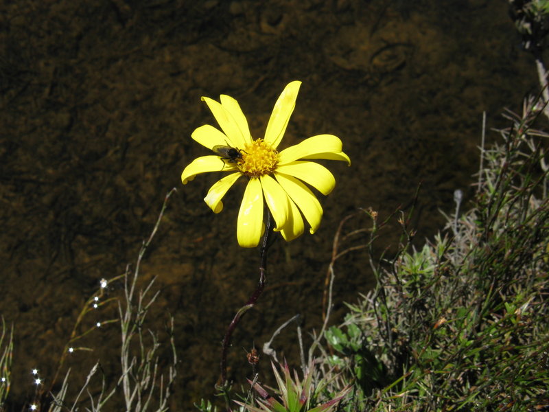 IMG_4812 Yellow daisy.JPG