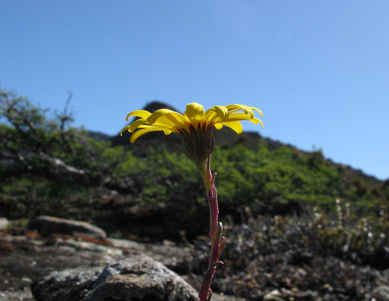 IMG_4829  Yellow daisy on rock.JPG