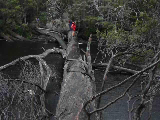 Big tree over Gordon River (Small).JPG