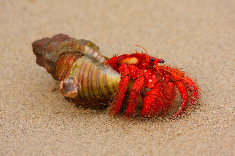 264 Hermit crab 11-3-11.JPG