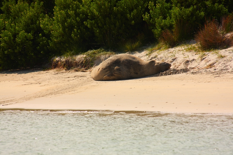 270 Dying bull elephant seal 11-3-11.JPG