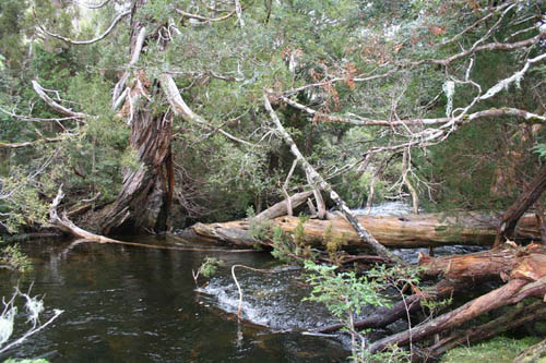 Log Crossing1.jpg