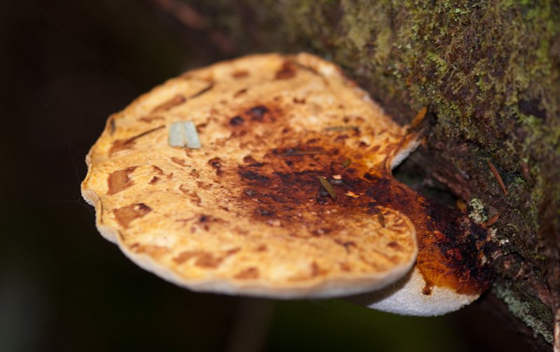 Funghi 7.jpg