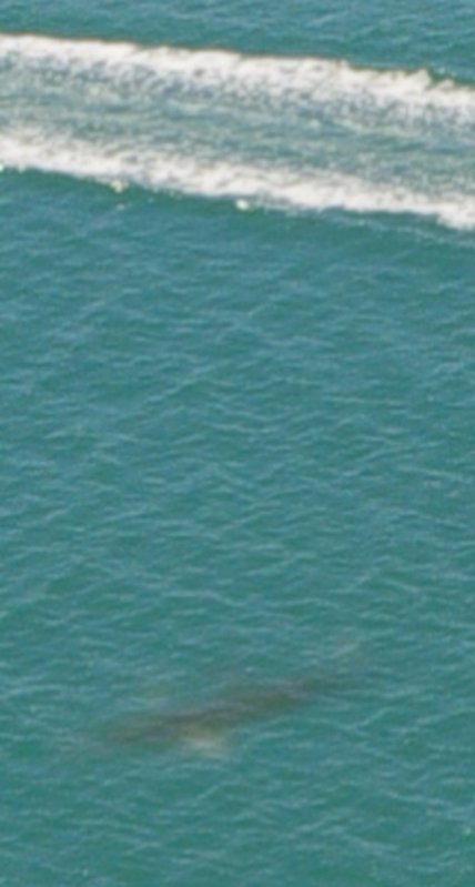 shark.jpg
