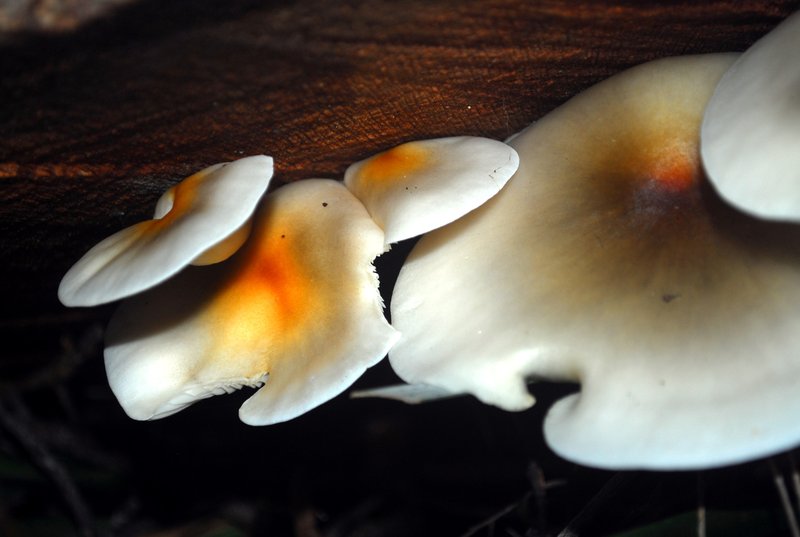 Omphalotus nidiformis (3).jpg