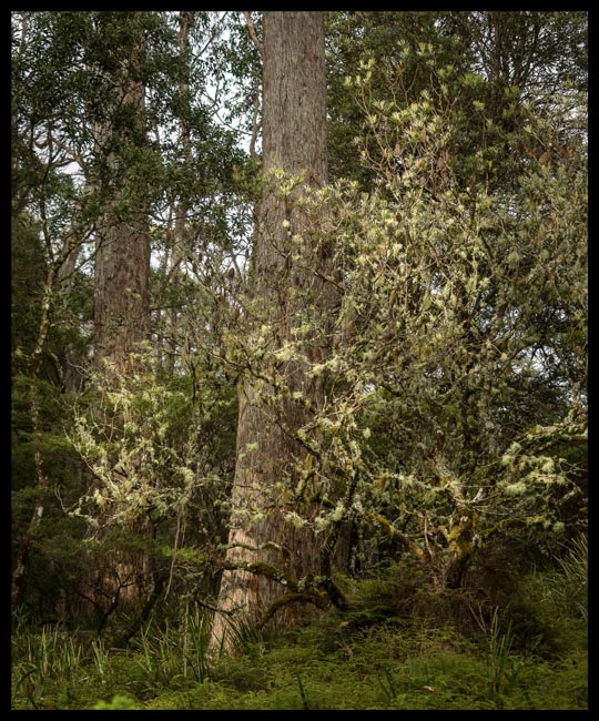 08 - Banksia & sunlit Usnea.jpg