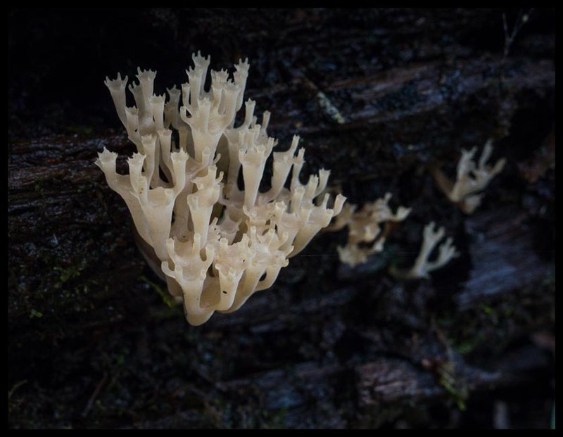 14 - coral fungi.jpg